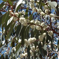 Snow Gum (Eucalyptus pauciflora ssp. pauciflora)