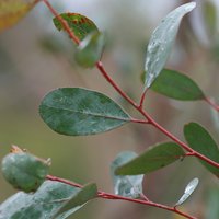 Mountain Swamp Gum (Eucalyptus camphora)