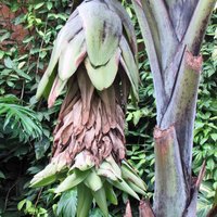 Snow Banana (Ensete glaucum)