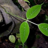 Sea Purse (Dioclea reflexa)