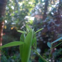 Telegraph Plant (Desmodium gyrans)