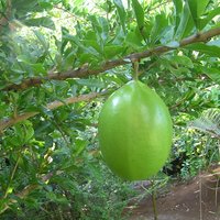 Calabash Tree (Crescentia cujete)