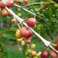 Kona Coffee (Coffea arabica 'Kona')
