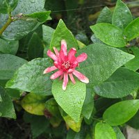 Western Spice Bush (Calycanthus occidentalis)