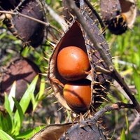 Yellow Nickernut (Caesalpinia ciliata)