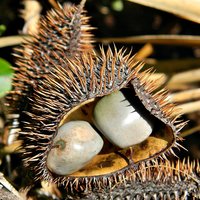 Gray Nickernut (Caesalpinia bonduc)