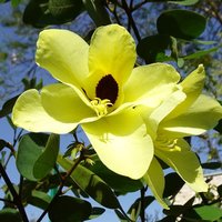 Yellow Bauhinia (Bauhinia tomentosa)