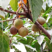 Kukui (Aleurites moluccana)