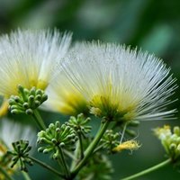 Kalkora Silk Tree (Albizia kalkora)