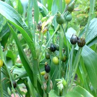 Job's Tears (Coix lacryma-jobi)