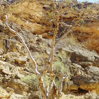 Frankincense Tree (Boswellia sacra)