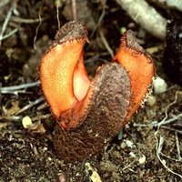 Jackal Food (Hydnora africana)