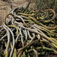 Medusa's Head (Euphorbia caput-medusae)