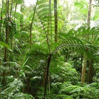 Lacy Tree Fern (Cyathea robertsiana)