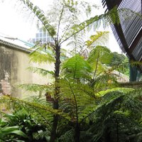 Rebecca Tree Fern (Cyathea rebeccae)