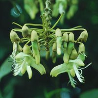 Black Hamburger Bean (Mucuna holtonii)