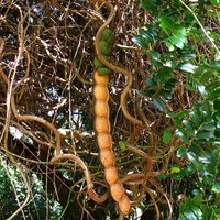 Sea Heart (Entada gigas)