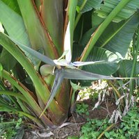 Mountain Strelitzia (Strelitzia caudata)