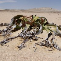 Welwitschia (Welwitschia mirabilis)