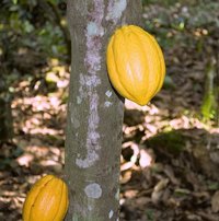 Cocoa (Theobroma cacao)