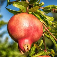 Pomegranate (Punica granatum)