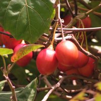 Tamarillo (Cyphomandra betacea)