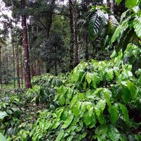 Robusta Coffee (Coffea canephora)