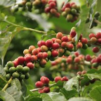 PINEAPPLE SEEDS VERY RARE FRESH Grow your own EDIBLE Fruit tree plant  Houseplant