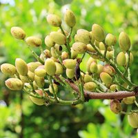 Pistachio (Pistacia vera)