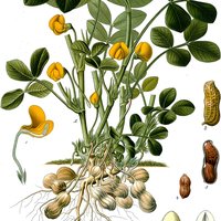 Peanut (Arachis hypogaea)
