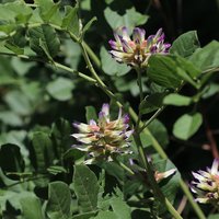 Chinese Liquorice (Glycyrrhiza uralensis)
