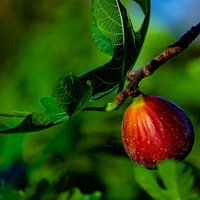 Common Fig (Ficus carica)