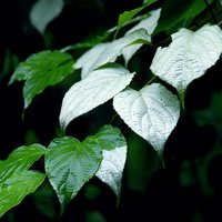 Silvervine Kiwi (Actinidia polygama)