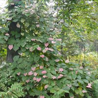 Siberian Kiwi (Actinidia kolomikta)