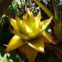 Golden Lotus Banana (Musella lasiocarpa)