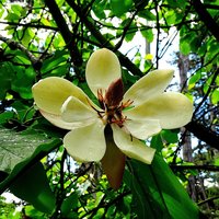 Southern Magnolia (Magnolia grandiflora)