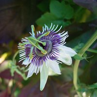 Woodland Passionflower (Passiflora morifolia)