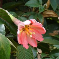 Canna lily (Canna indica) - 10 seeds - Onszaden