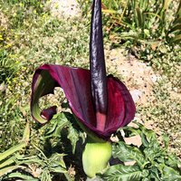 Dragon Arum (Dracunculus vulgaris)