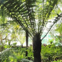 Golden Tree Fern (Dicksonia fibrosa)