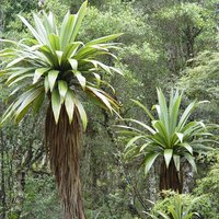 Mountain Cabbage Tree (Cordyline indivisa)