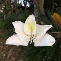 White orchid tree (Bauhinia variegata 'candida')