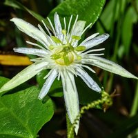 Passionflower (Passiflora capsularis)
