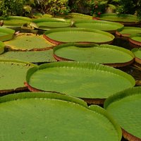 Victoria Water Lily (Victoria amazonica)