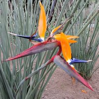 Narrow-leaved Bird of Paradise Flower (Strelitzia juncea)