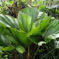 Ruffled Fan Palm (Licuala grandis)
