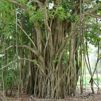 Indian Banyan (Ficus benghalensis)