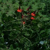 Coral Tree (Erythrina arborescens)