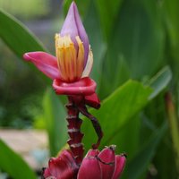 Pink Dwarf Banana (Musa velutina)