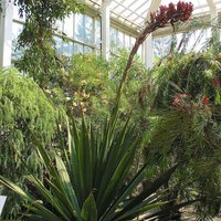 Giant Spear Lily (Doryanthes palmeri)